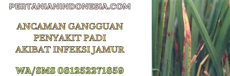 ancaman,gangguan,penyakit,cendawan,petani